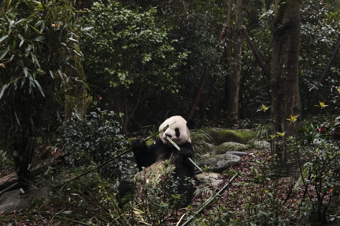Trip review of Chengdu: Do not miss the day trip gems outside the city