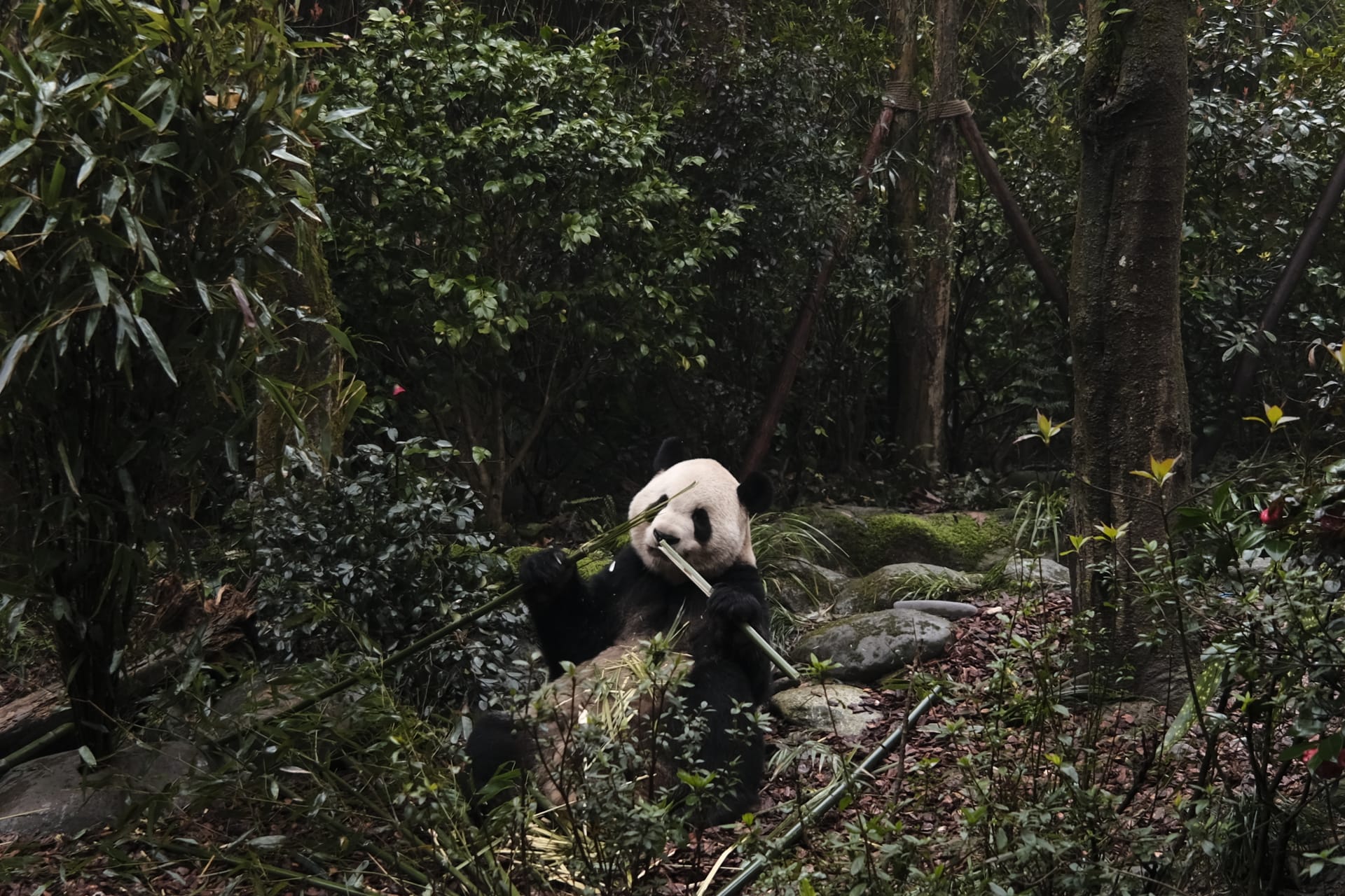 Trip review of Chengdu: Do not miss the day trip gems outside the city